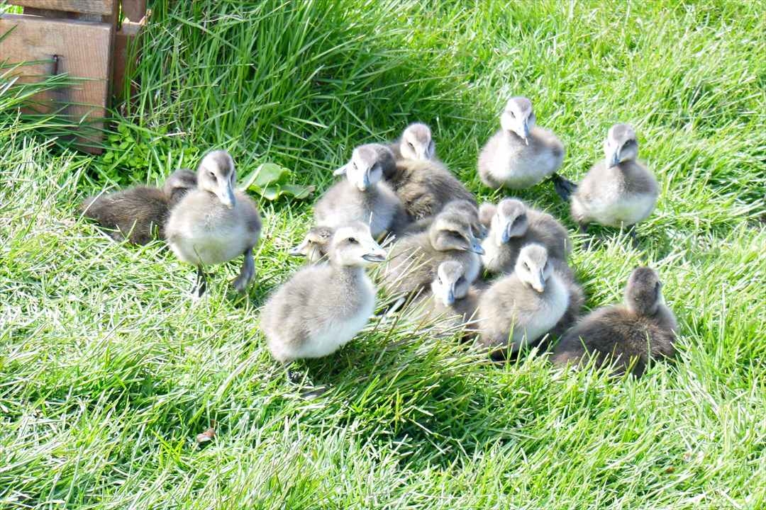 羽毛布団に使われる水鳥羽毛は、アイスランドや北ヨーロッパの